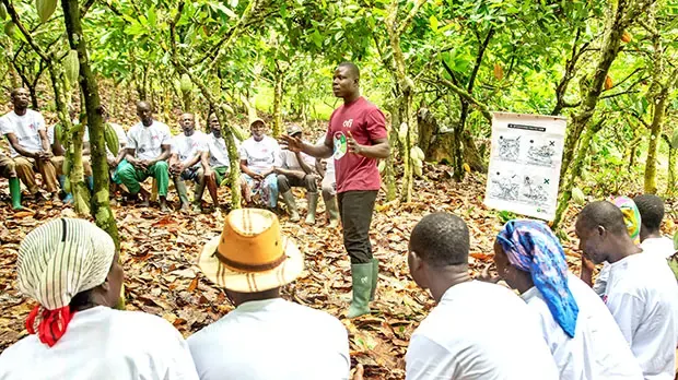 ofi Côte d’Ivoire Cashew Farmers 