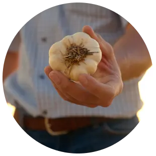 Garlic Processing timeline 2