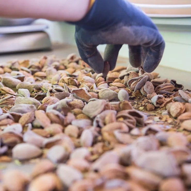Sustainability in nuts Processing