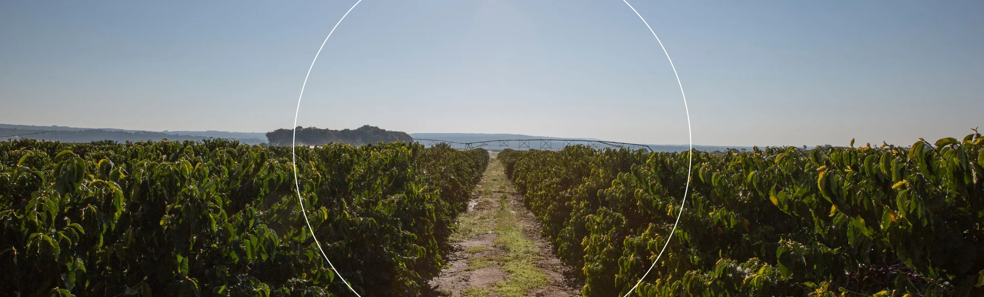 PLP - coffee - sustainability in coffee main image media asset