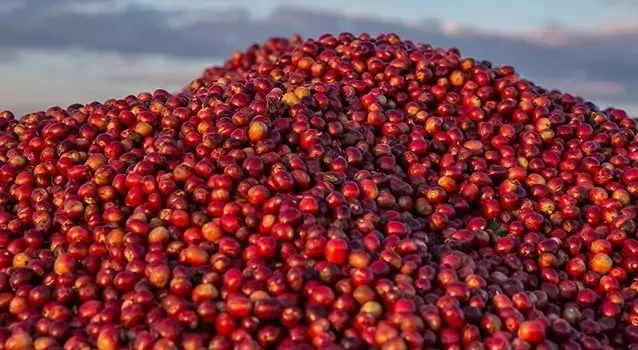 A pile of coffee berries