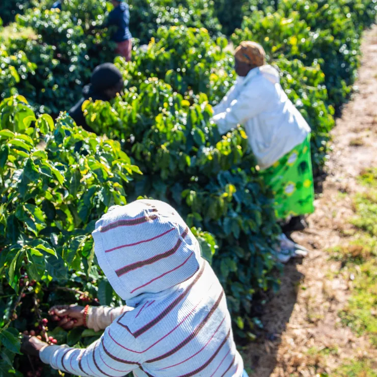 Regenerating the living world - Here's what were doing