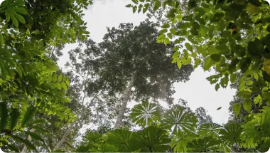 Regenerating  the living world 