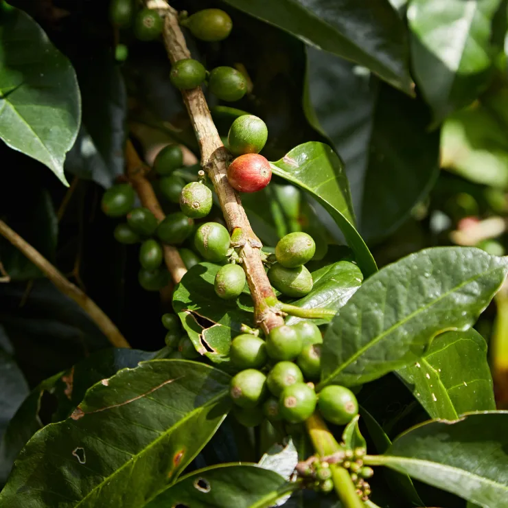 PLP - coffee - innovation in coffee ingredient offering image media asset