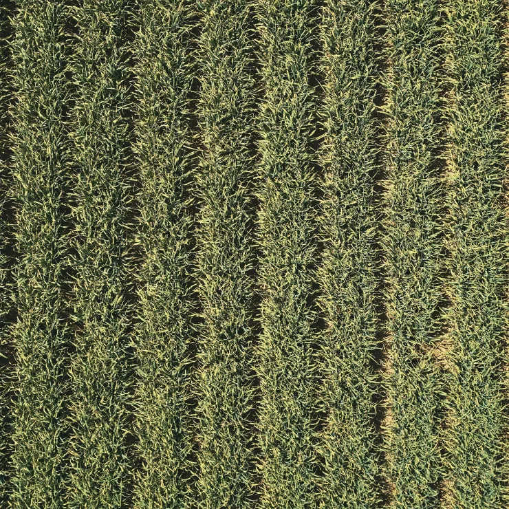 Brined Chiles Sustainability