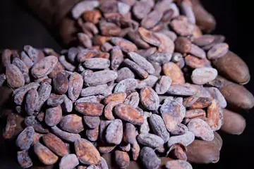 Close up shot of roasted cacao beans