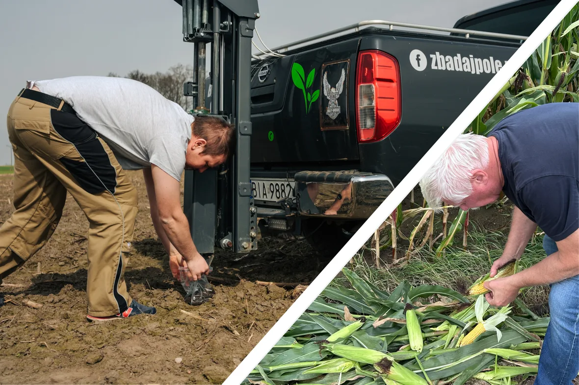 DT Poland Maize Silage