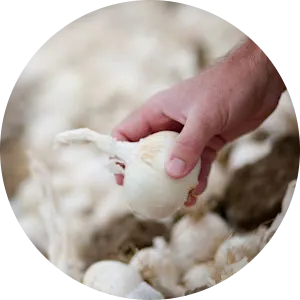 Cultivating for impact