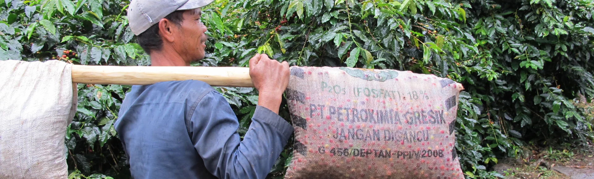 PDP - Green Coffee - Asia image media asset