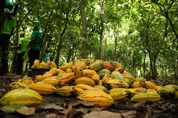 Cocoa pods laying scattered on the ground