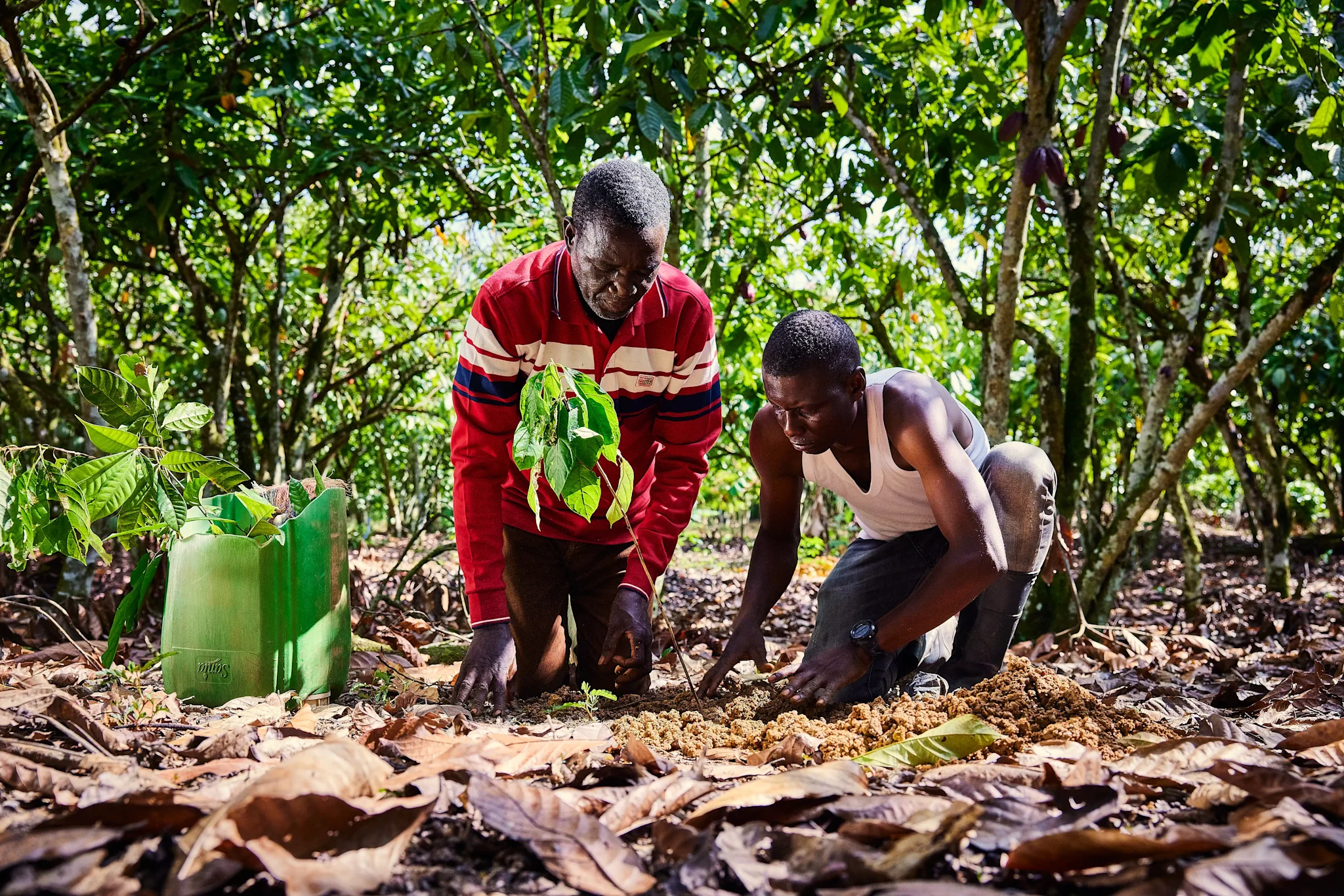 farmer planting trees