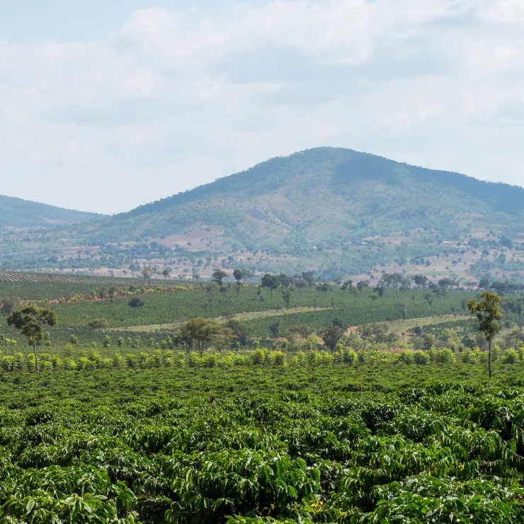 PDP - Green Coffee - Africa - Sustainability image media asset