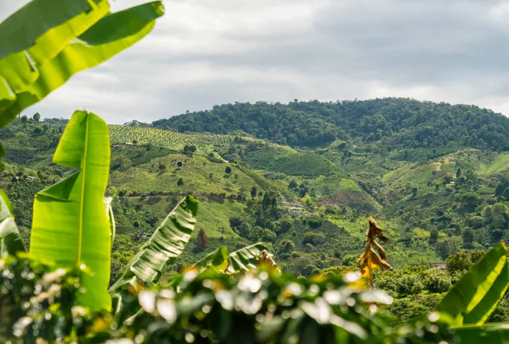 PLP - Green coffee Ingredient offering card 3 Central and South America image media asset