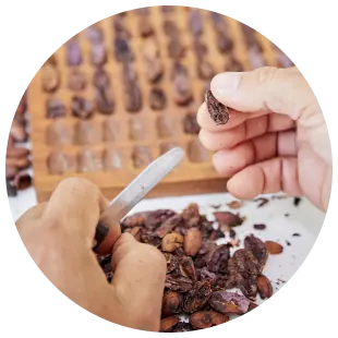 PLP - Cocoa powder Processing card - Nibs image image asset