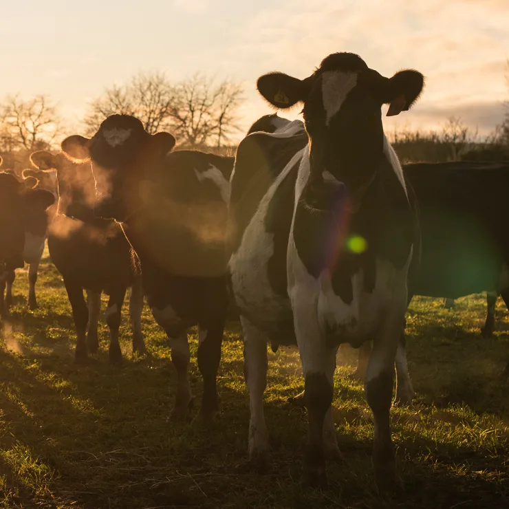Dairy Supply Chain