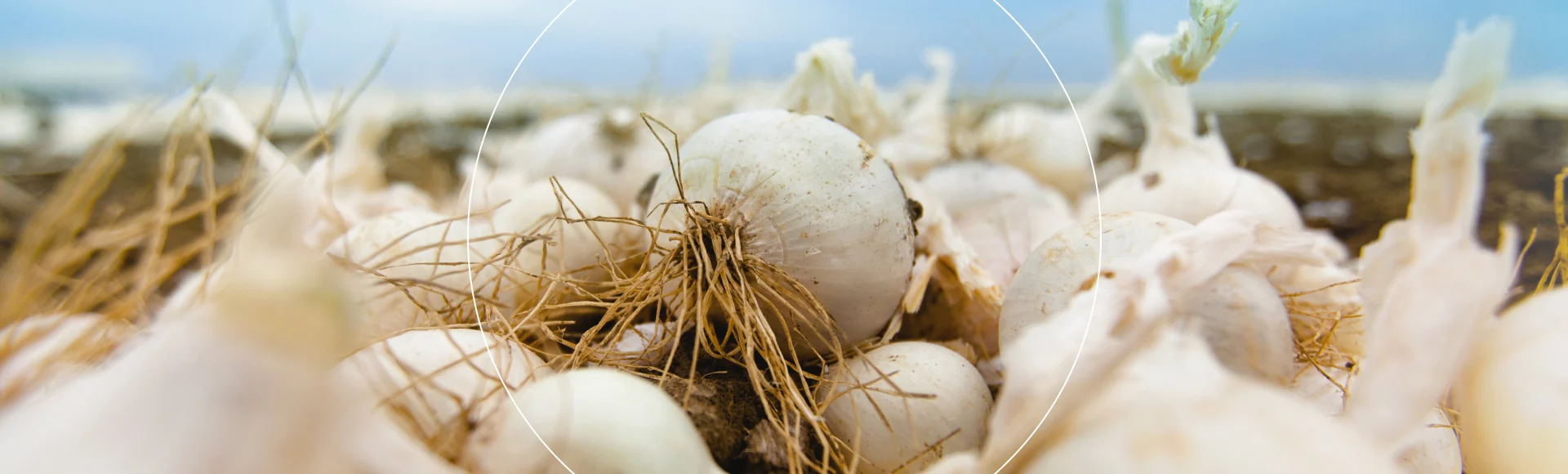 Onion page header image