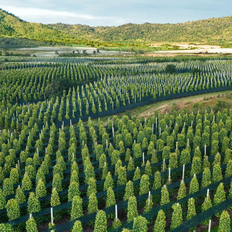 1Trpoical spices Sustainability