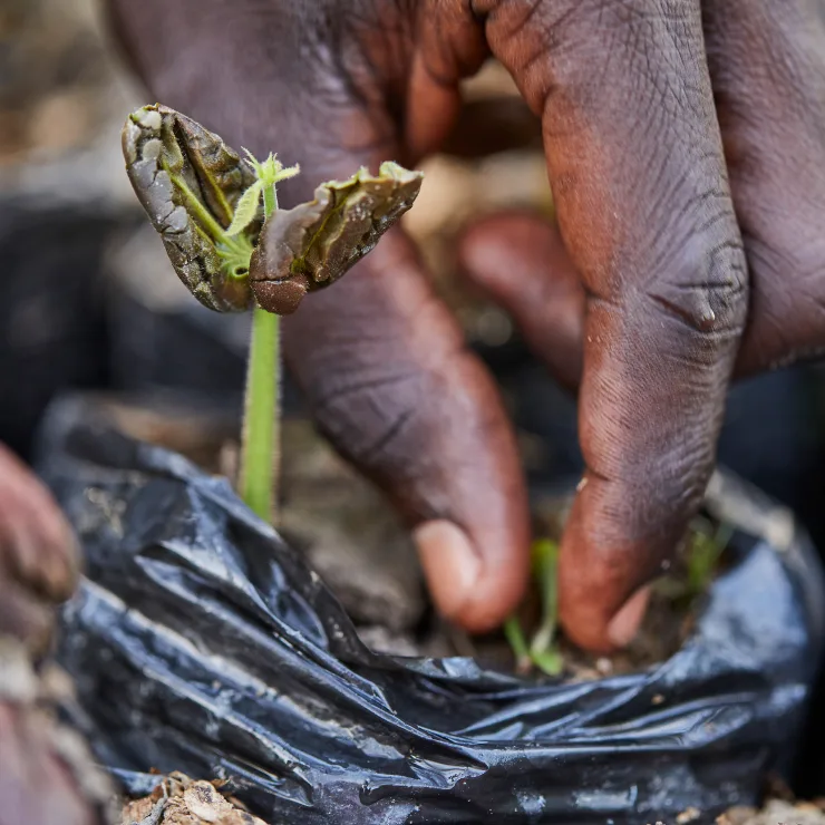 Cocoa Beans - Sustainability