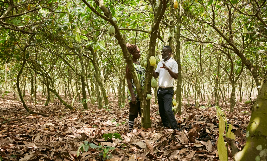 ofi distributes 2.6 million trees to help cocoa farmers transition to regenerative agriculture across Ghana and Côte d’Ivoire - image