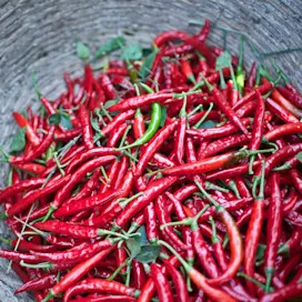 Chili peppers card 