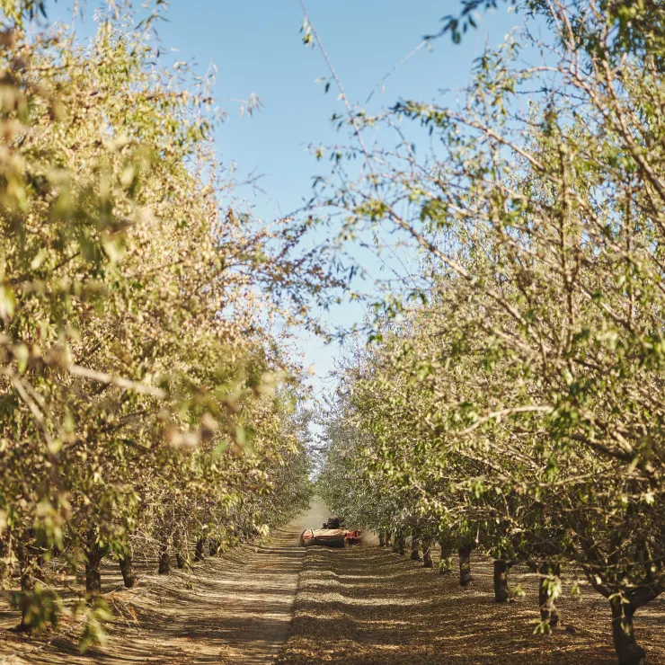 Pistachios Processing