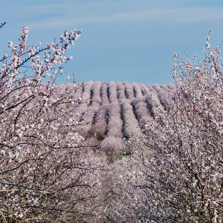 Regenerating the living world - Action plan