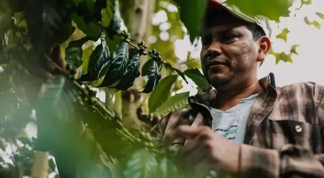 Close up shot of Yoni Garcia pickinig fruits in Gautemala
