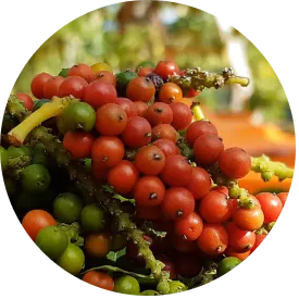 Pepper - Timeline - Processing 4