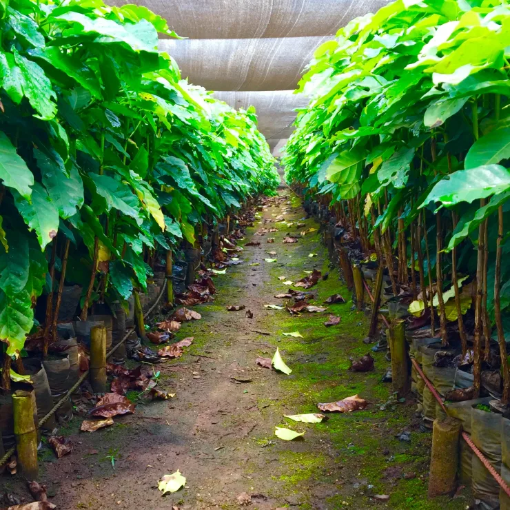 PLP - Green coffee Supply chain image media asset