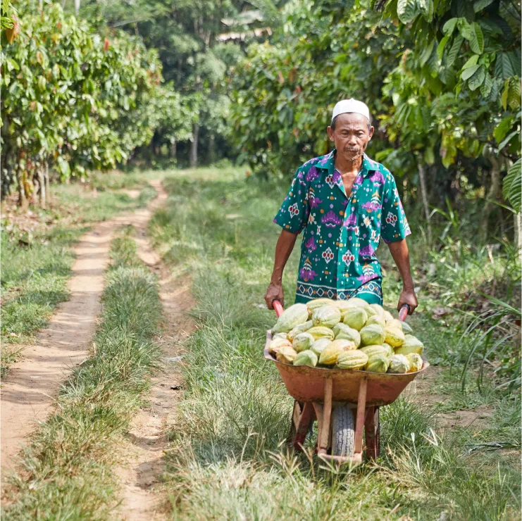 PLP - cocoa liquor sustainability image media asset