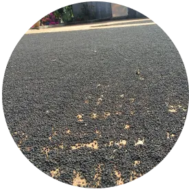 Pepper - Timeline - Processing 6