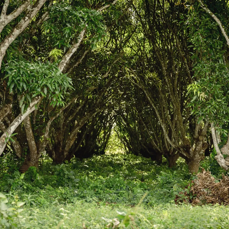 Cashews Supply Chain