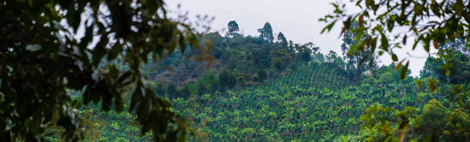 Regenerating the living world Header