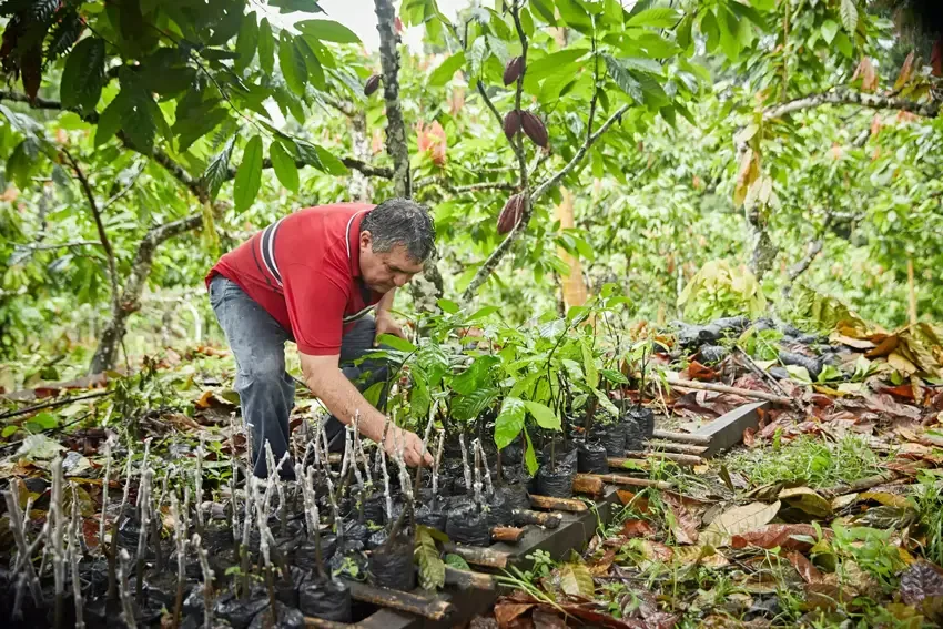 Brazilian man wearing red shirt bending over to inspect a plant