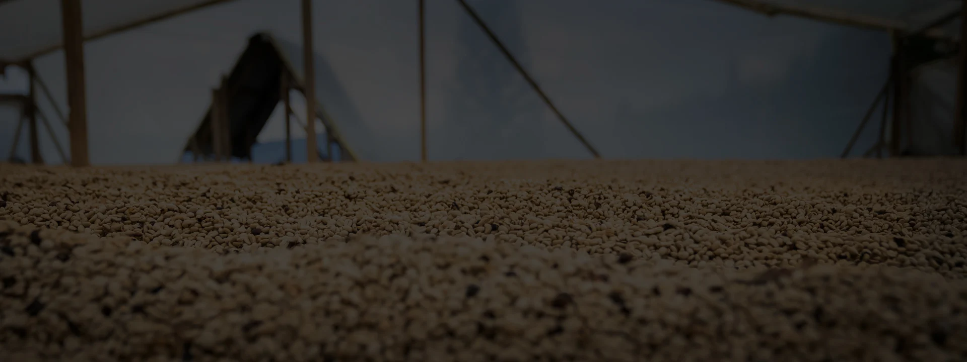 PLP - Green coffee shop banner background image media asset