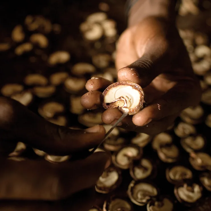 Cashews Processing