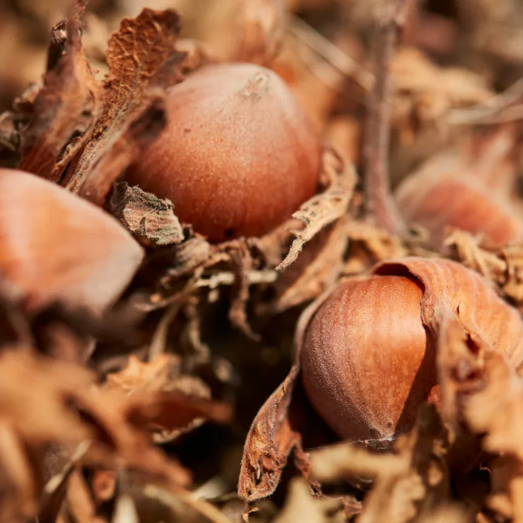 Hazelnuts Supply Chain