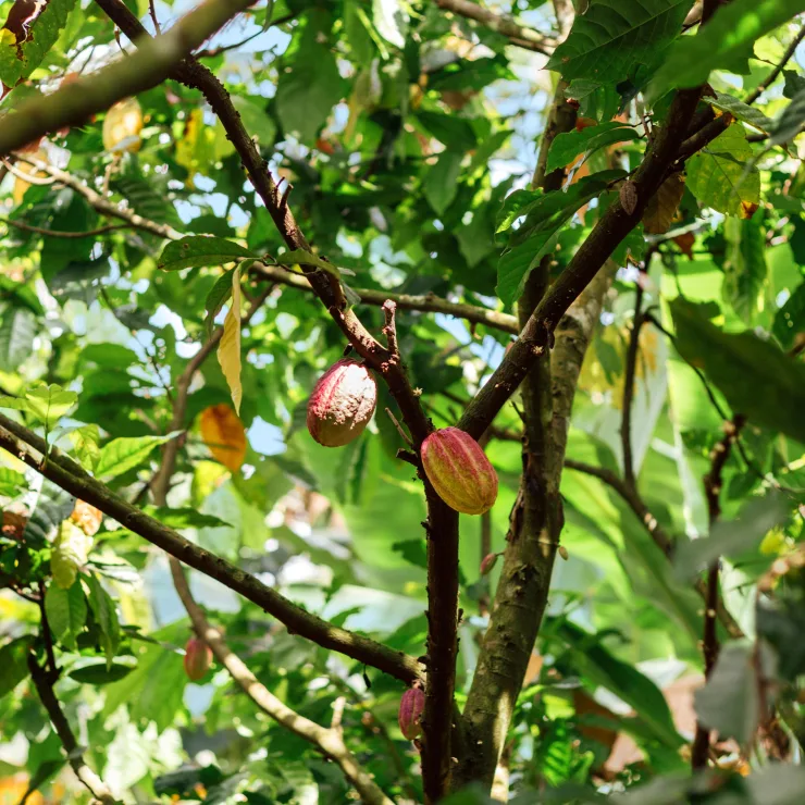 PLP - Cocoa powder sustainability image media asset