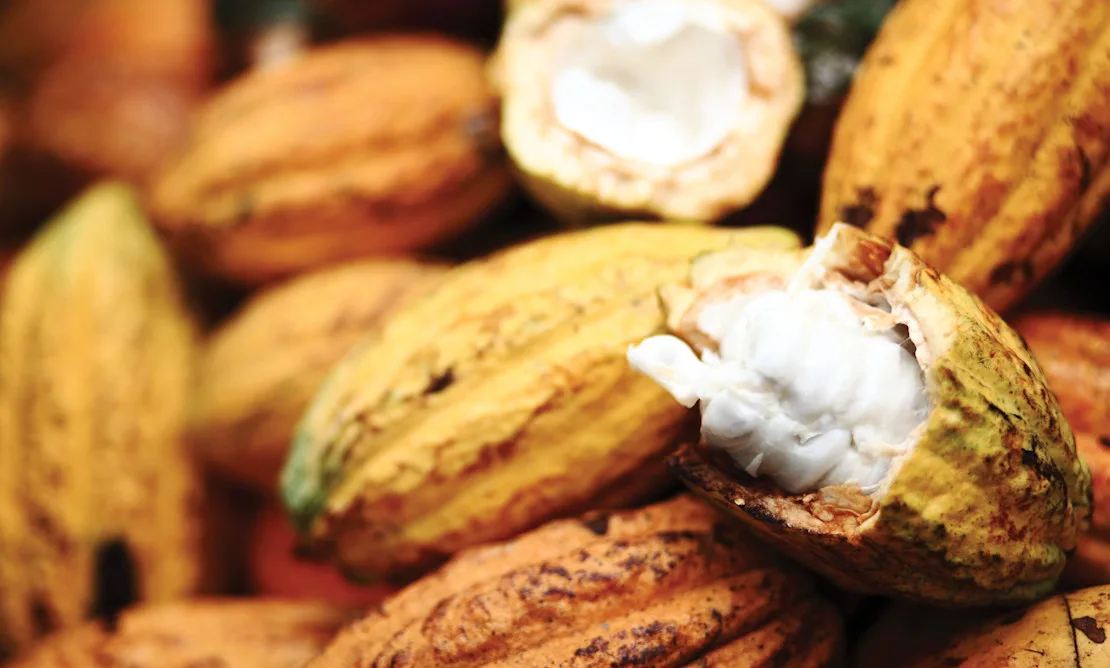 Cocoa pod Large-2310