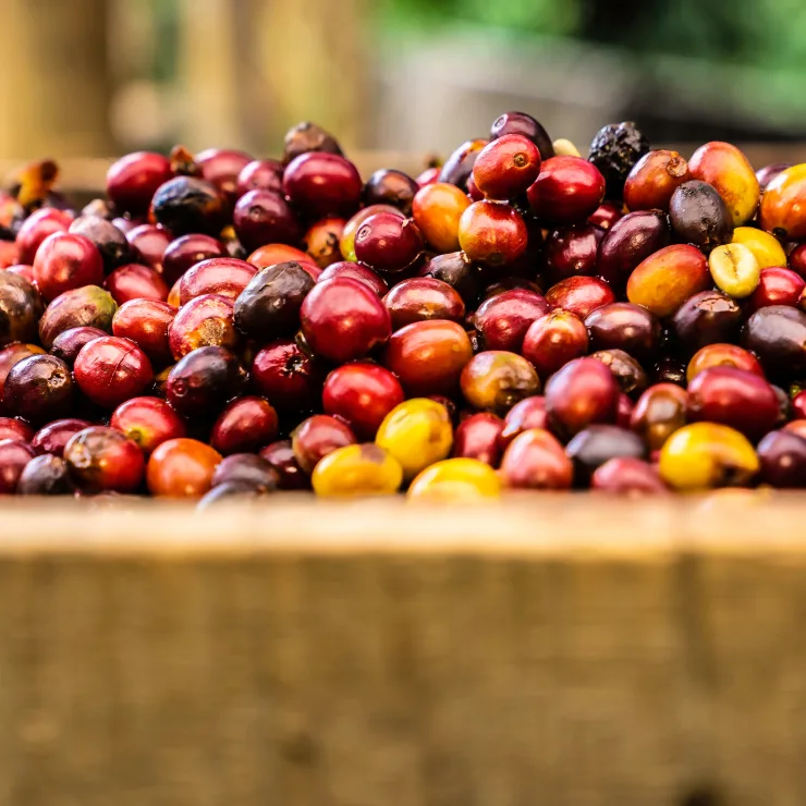 Soluble Cascar Powder Landing - Innovation