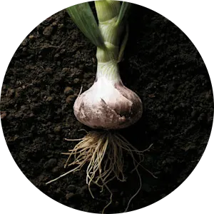 Seeds that go further