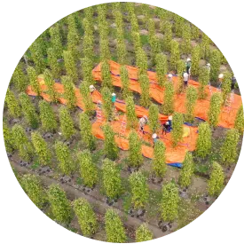 Pepper - Timeline - Processing 5