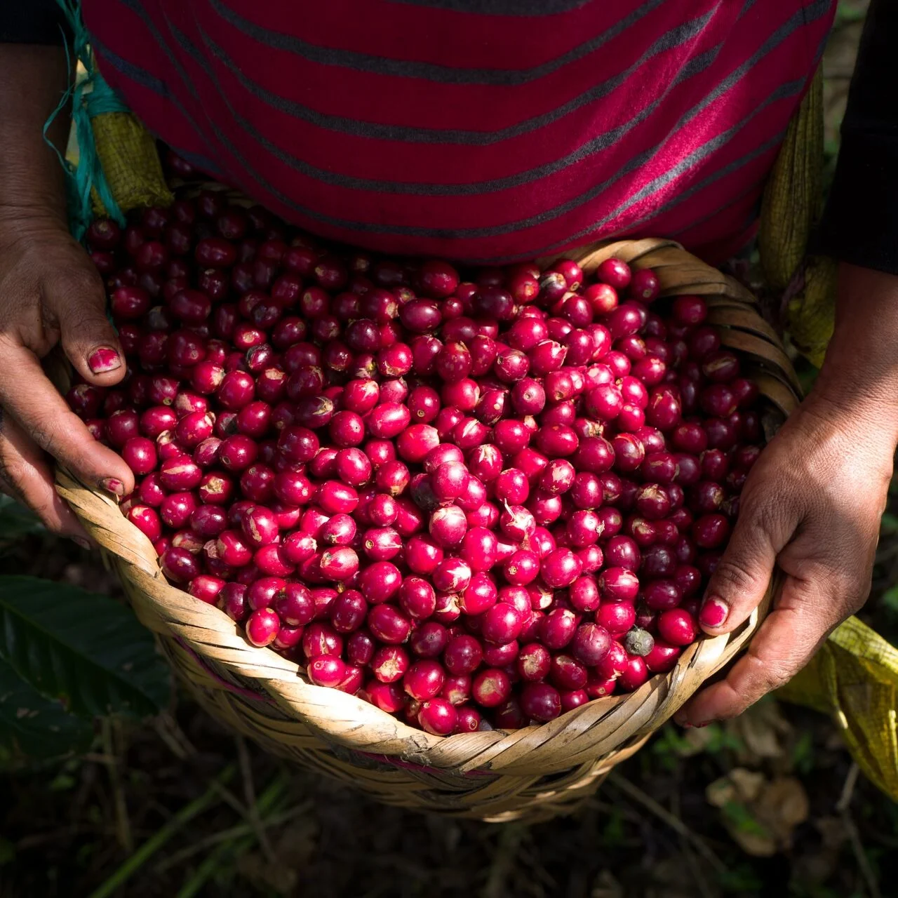 Soluble Cascara Powder intro image