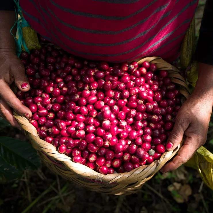 Charting the upcycling story of cascara image