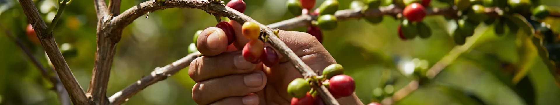 soluble cascara powder landing banner no shop