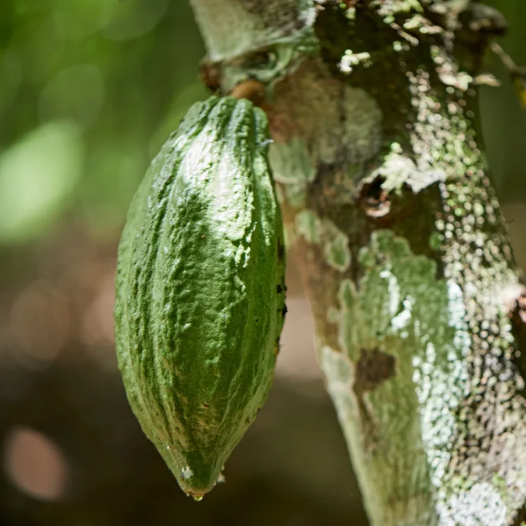 PLP - cocoa butter sustainability image media asset