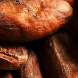 CLP - Cocoa card - Cocoa beans image media asset