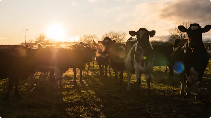 Co-create-want-moreFood-card-2