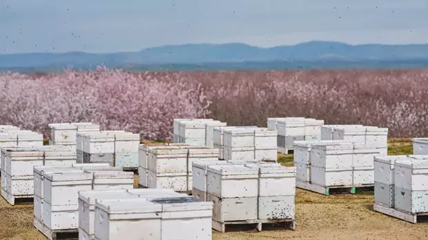 Bee keeper inspecting a bee hive in a white hive body