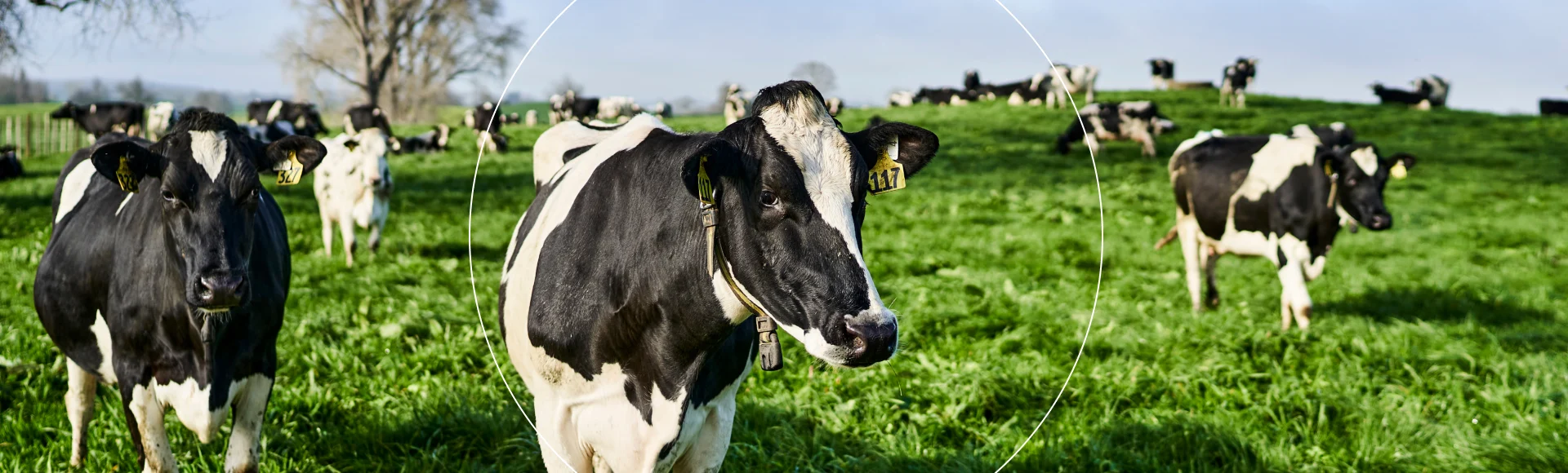 Sustainability in Dairy - Header